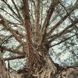 深山古寺旁那棵千年古树，真的在“治愈”你吗？揭秘古城里的“树精”秘密？