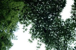 神秘的西方吞噬树精｜科学与神话的交响曲