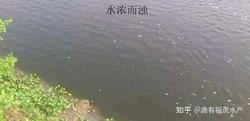 水马瘟疫—影响海洋生态与人类健康的病毒