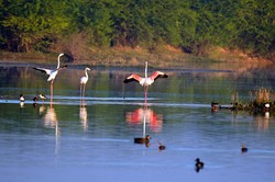 湖泊为什么能“吞噬”火鸟？：—一场关于水与火的科学奇遇