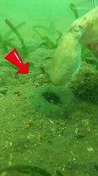 马里亚纳海沟的黑暗回响—那口不该存在的钟与深海巨兽