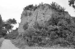 杨树洼里那棵“没心没肺”的老歪脖子树？