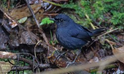 暗森林里的惊悚时刻：我与死亡的距离