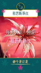 那年断肠红开得正艳…