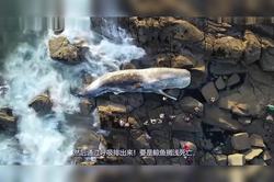 鲸鱼搁浅那天，我听见了海的哭声…