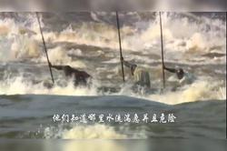 夜行非洲人鱼丨神秘生物的夜间冒险