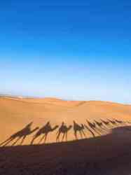 沙漠中的巨兽·揭秘吞噬撒哈拉利维坦的神秘世界