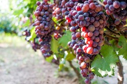 《在葡萄园里寻找希望的种子》？