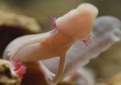 深海隐身白龙丨揭秘那些游弋在黑暗中的神秘生物