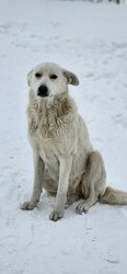 西伯利亚古老三头犬—远古的秘密与现代的启示