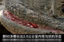 喀尔巴阡电鳗兽吞噬·深邃湖底的电击猎手