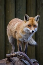 雪原上的红影：老李与那只狡猾的红狐