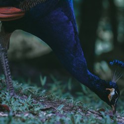 飞翔的魅惑·鸟身女妖的传说与现实