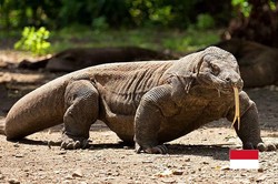 火山非洲火蜥的秘密生活丨大自然的奇迹生存者