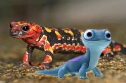 传说中的湖泊火蜥丨自然界的神秘守护者