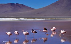 湖泊中的“火鸟”真的能治愈吗？