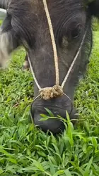 夕阳下的田园恋曲｜老牛与嫩草的奇缘