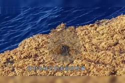当海浪停摆，巨型鳞片降临无人村落｜一场奇幻的视觉盛宴