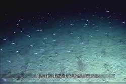 深海之谜丨无线电静默下的马里亚纳海沟无名合照