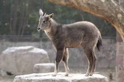 探寻神农架巨龙的古老秘密·一场穿越时空的探险