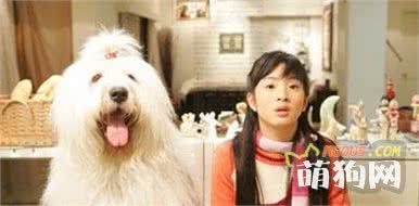 小梅与牧羊犬的奇妙冒险？