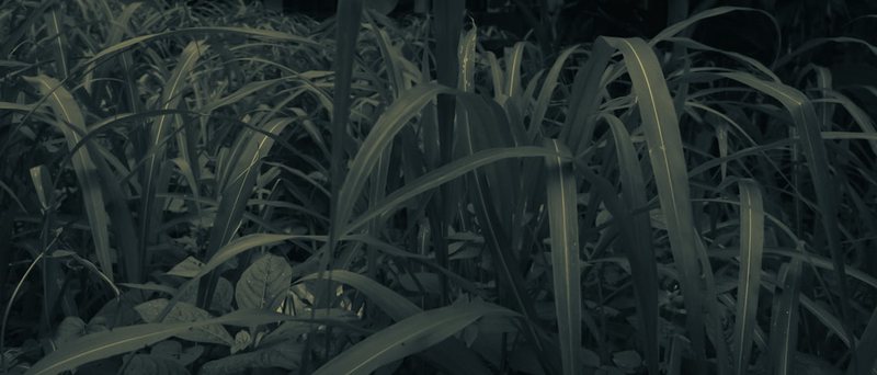 萨摩亚军方—爬虫世界的“隐形英雄” 萨摩亚军方—爬虫世界的“隐形英雄”