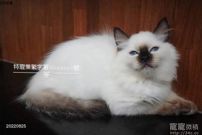 喜马拉雅山脉的神秘传说|深渊猫妖与真实生物的奇妙交集 喜马拉雅山脉的神秘传说|深渊猫妖与真实生物的奇妙交集