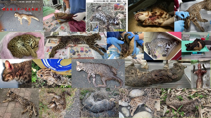 当自然与人类相遇｜动物暴走石像的启示