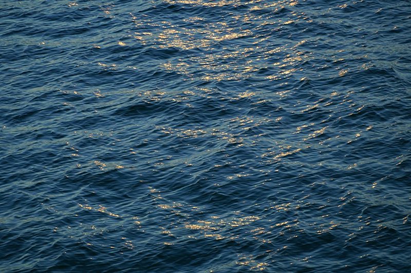 大西洋的“沙妖”怎么突然丰收了?原来它们在“吃”海藻! 大西洋的“沙妖”怎么突然丰收了?原来它们在“吃”海藻!