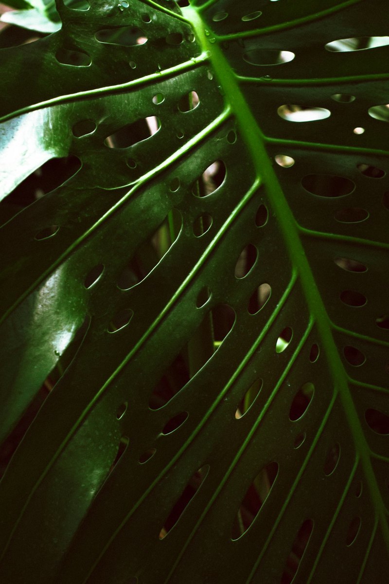 穿越时空的绿光之谜丨绿光玻璃棺的传奇与现实 穿越时空的绿光之谜丨绿光玻璃棺的传奇与现实