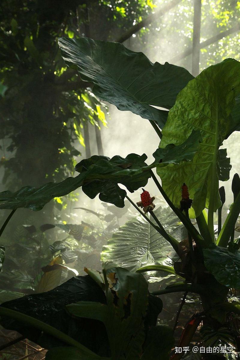 雨林中的水元素—自然界的光明之源