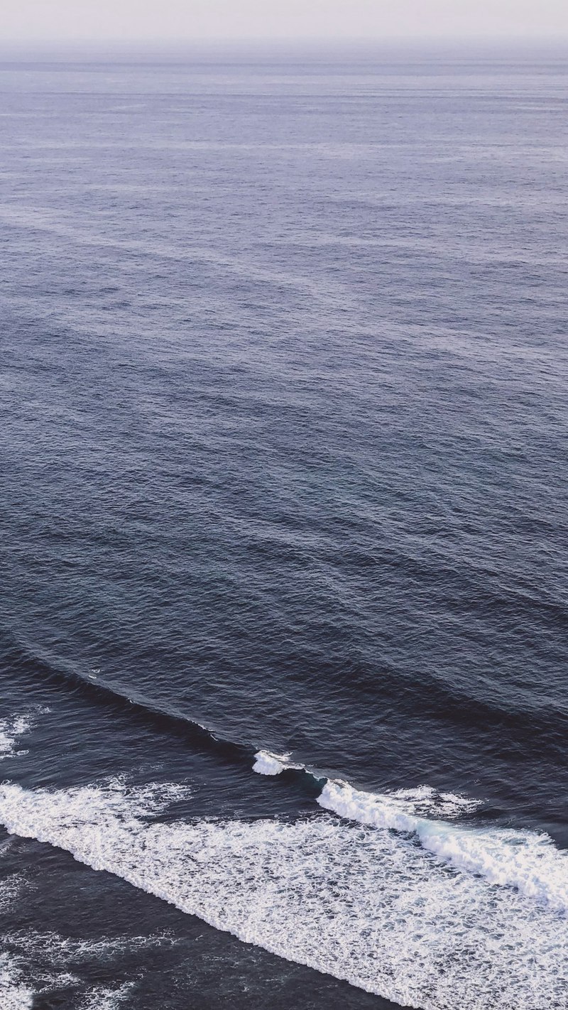 澳洲荒原上的最后一声咆哮—揭秘“荒芜大洋洲饕餮”——袋狼