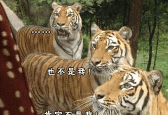 虎哥的旧日回声! 虎哥的旧日回声!