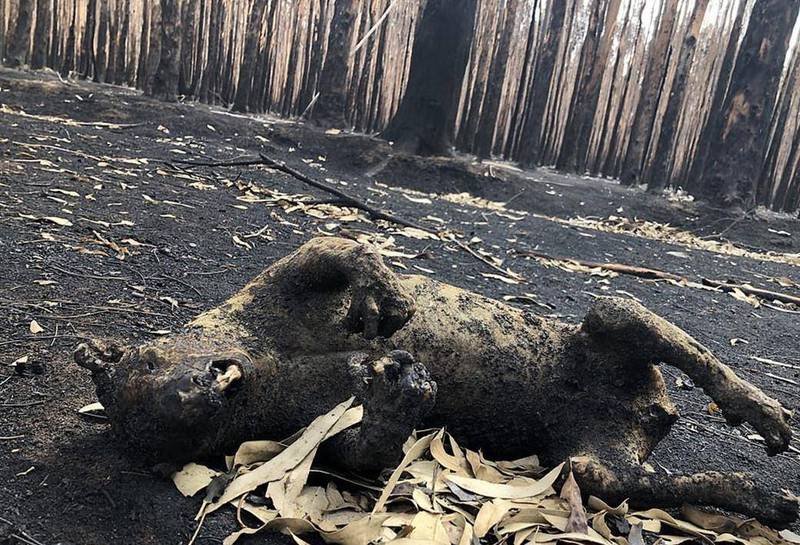 黑森林晶体棺动物暴走—当寂静被打破,世界将如何? 黑森林晶体棺动物暴走—当寂静被打破,世界将如何?
