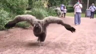 消失的安第斯巨鸟? 消失的安第斯巨鸟?