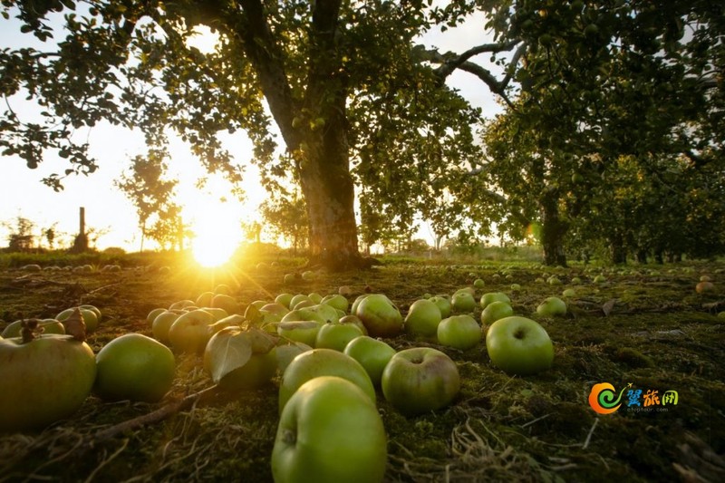 北美幽灵丰收·一场看不见的“丰收”背后藏着什么秘密? 北美幽灵丰收·一场看不见的“丰收”背后藏着什么秘密?