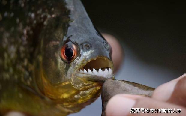 亚马孙巨龙光明：雨林深处的神秘传说与科学真相