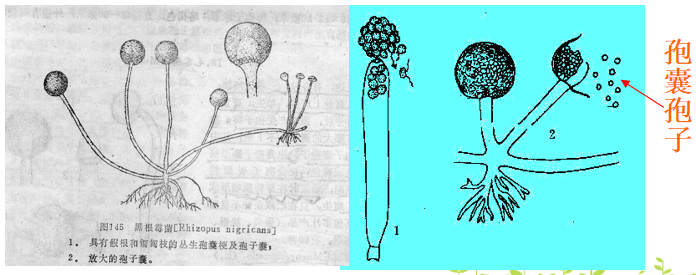 黑森林中的神秘之光—那些会发光的未知孢子