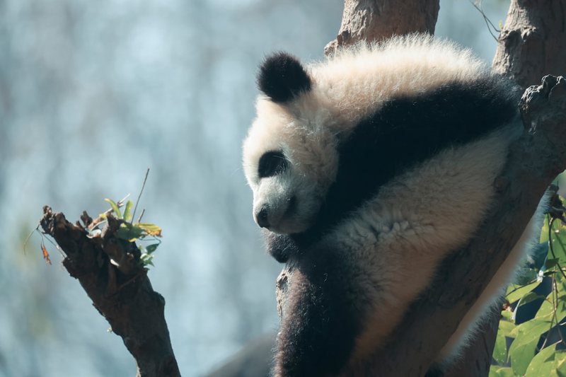 小熊星的冒险