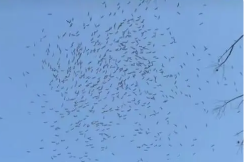 那天清晨的鸟群,像被谁抽走了魂! 那天清晨的鸟群,像被谁抽走了魂!