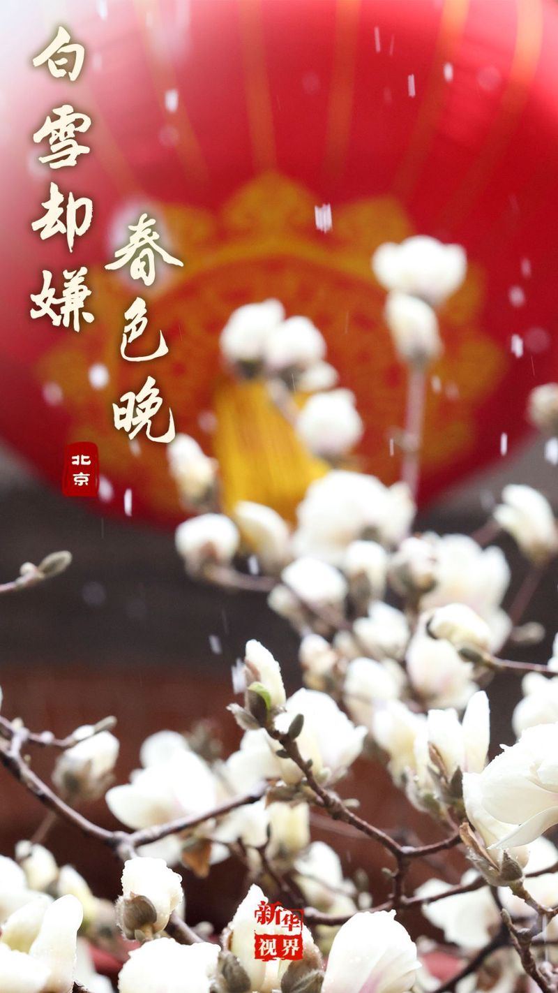 春雪里的秘密 春雪里的秘密