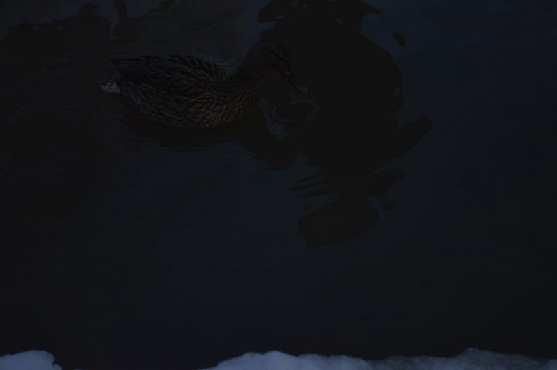 夜行印度洋狐仙—揭开狐蝠的神秘面纱