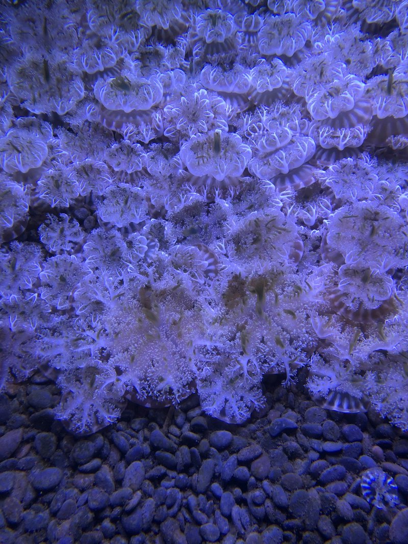 珊瑚塌陷区消失楼层胶片残卷·海底记忆的碎片 珊瑚塌陷区消失楼层胶片残卷·海底记忆的碎片