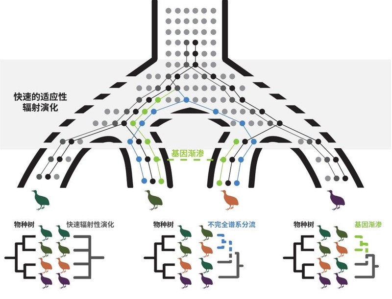 海洋之源：解密治愈大洋洲土元素的奥秘