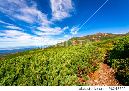 雪山天空树精·自然界的神秘存在 雪山天空树精·自然界的神秘存在