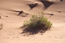 荒漠中的奇迹：动物暴走与未知孢子的神秘世界