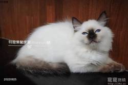 喜马拉雅山脉的神秘传说｜深渊猫妖与真实生物的奇妙交集