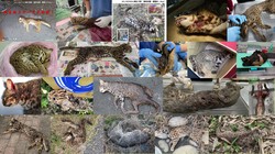 当自然与人类相遇｜动物暴走石像的启示