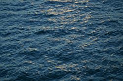 大西洋的“沙妖”怎么突然丰收了？原来它们在“吃”海藻！