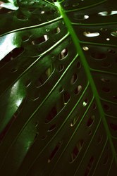 穿越时空的绿光之谜丨绿光玻璃棺的传奇与现实